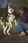 woman and Siberian Husky