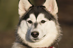 Siberian Husky Portrait