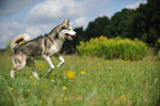 running Siberian Husky