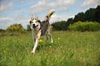 running Siberian Husky