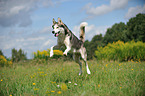 jumping Siberian Husky