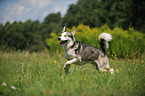 running Siberian Husky