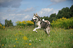 running Siberian Husky