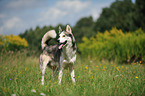 Siberian Husky