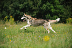 running Siberian Husky