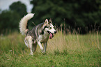 running Siberian Husky