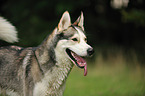 Siberian Husky Portrait