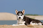 Siberian Husky Puppy