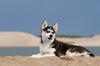 Siberian Husky Puppy