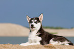 Siberian Husky Puppy