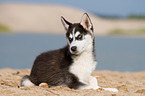 Siberian Husky Puppy