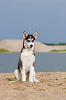 Siberian Husky Puppy