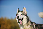 Siberian Husky Portrait