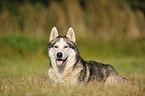 lying Siberian Husky