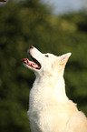 Siberian Husky Portrait