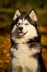 Siberian Husky Portrait