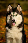 Siberian Husky Portrait