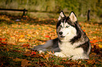 lying Siberian Husky