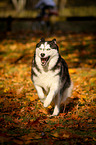 running Siberian Husky