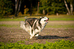 running Siberian Husky