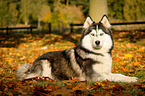 lying Siberian Husky