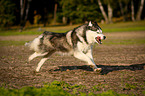 running Siberian Husky