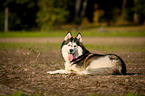 lying Siberian Husky