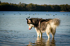 standing Siberian Husky