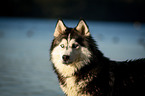 Siberian Husky Portrait