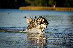 running Siberian Husky