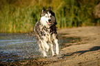 running Siberian Husky