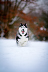 running Siberian Husky