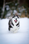 running Siberian Husky