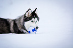 lying Siberian Husky