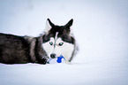 lying Siberian Husky