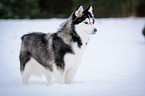 standing Siberian Husky