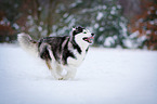 running Siberian Husky