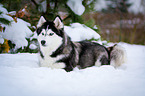 lying Siberian Husky