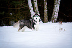 standing Siberian Husky