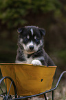 Husky Puppy wheelbarrow