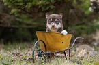 Husky Puppy wheelbarrow