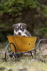 Husky Puppy wheelbarrow