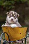 Husky Puppy wheelbarrow