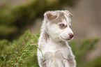 Husky Puppy Portrait