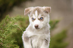 Husky Puppy Portrait