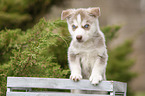 standing Husky Puppy