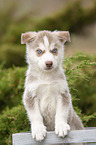 standing Husky Puppy