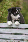 Husky Puppy