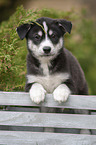 Husky Puppy