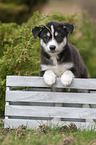 Husky Puppy